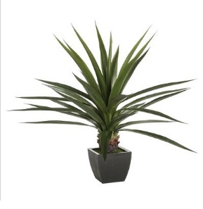 AGAVE GEANTE H130